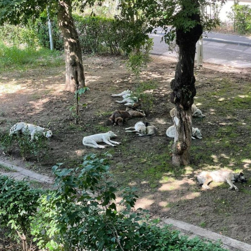 Proiectul Primăriei Constanța pentru reducerea câinilor fără stăpân se dovedește a fi un eșec