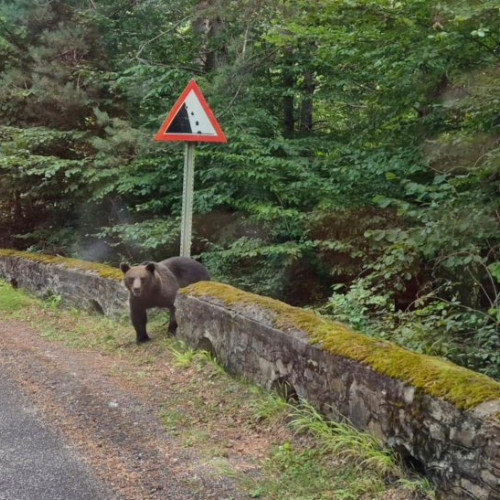 Bărbat atacat de urs în apropierea satului Cetatuia