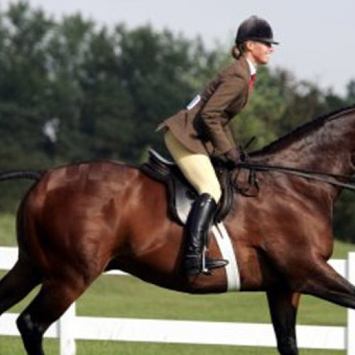 Spectacol cu lipitani la Herghelia Sambata de Jos