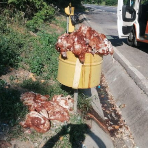Sute de găini moarte descoperite pe DN14, în județul Sibiu