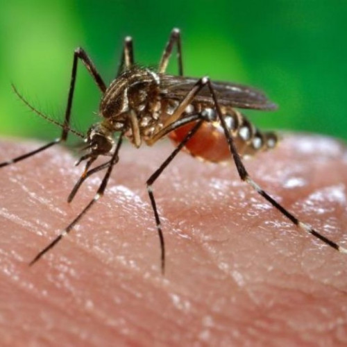 Măsuri preventive împotriva virusului West Nile în municipiul Târnăveni