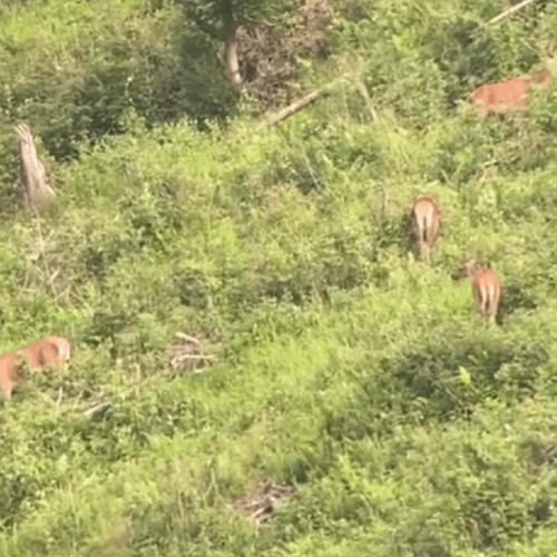 Un card impresionant de cerbi, surprins pe fondul cinegetic al Ocolului Silvic Broșteni