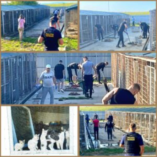 Detinuti din Penitenciarul Botosani ajuta la ingrijirea adapostului de catei