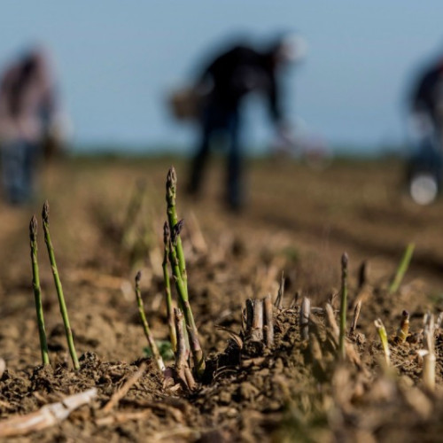 Termenul pentru depunerea cererilor de despăgubire din cauza secetei, prelungit până pe 19 august