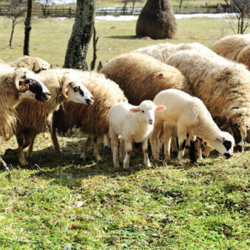 România se confruntă cu o criză economică majore din cauza pestei rumegătoarelor mici