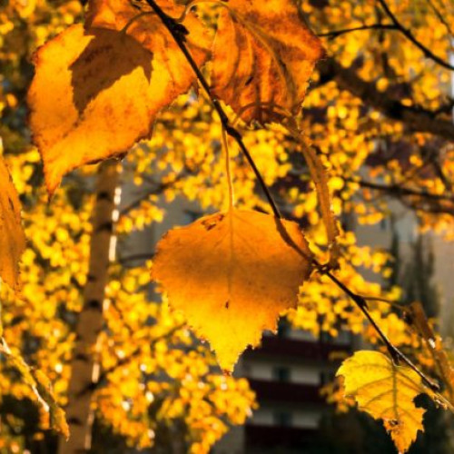 Prognoza meteo pentru perioada 19 august - 16 septembrie