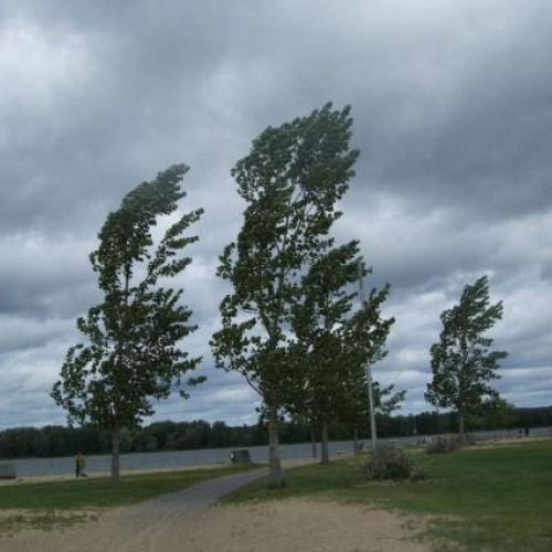 Vântul puternic a lăsat fără curent electric peste 1.200 de consumatori din Harghita