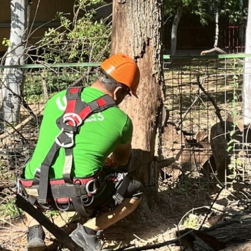 Primăria Sectorului 3 a lansat pagina de Facebook "Toaletari si defrisari S3"