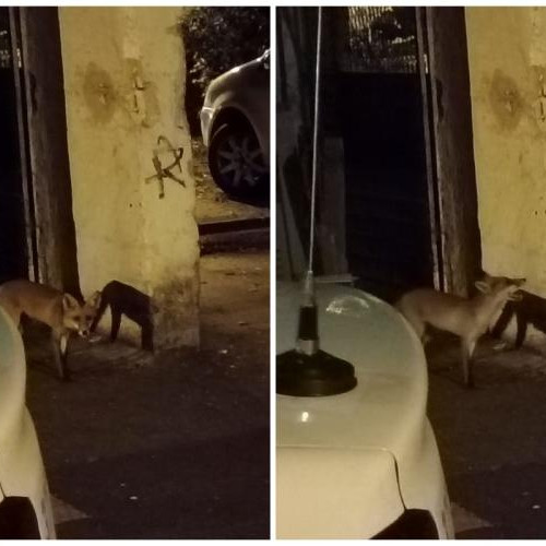 O vulpe a fost surprinsă căutând hrană pe străzile din Gheorgheni