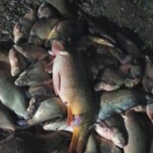 Botoșaniul, lider în producția de pește în România