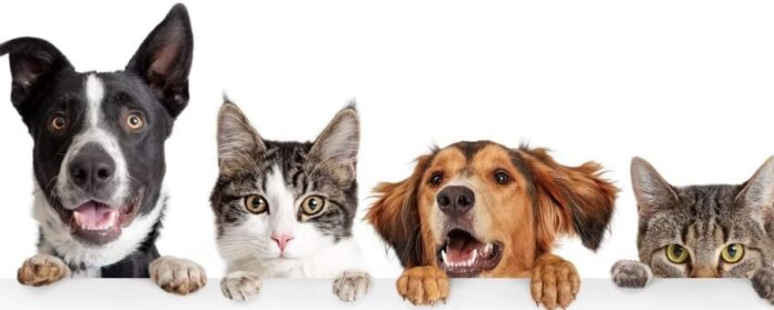 Campanie de sterilizare pentru câini și pisici în Giurgiu, pe 24 august