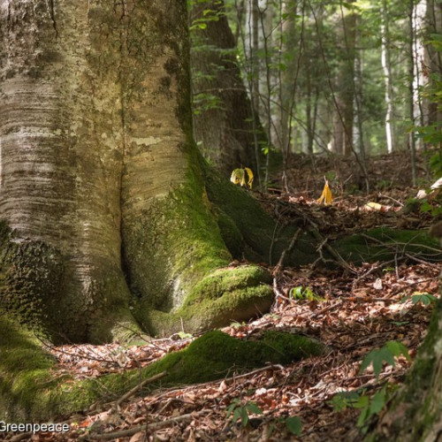 Legea restaurării naturii, în vigoare în Uniunea Europeană