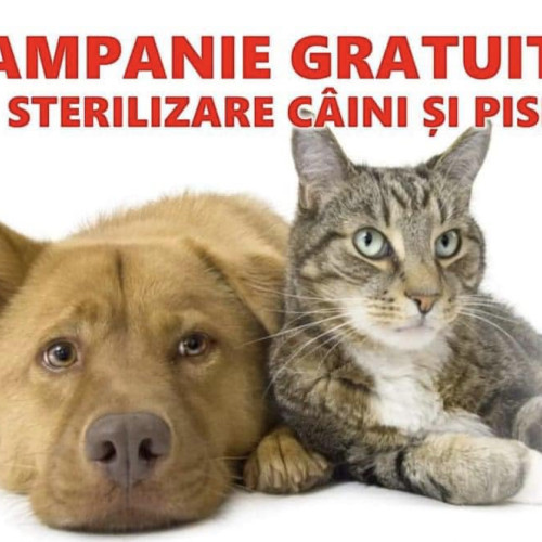 Campanie de sterilizare gratuită pentru câini și pisici în comuna Corbii Mari