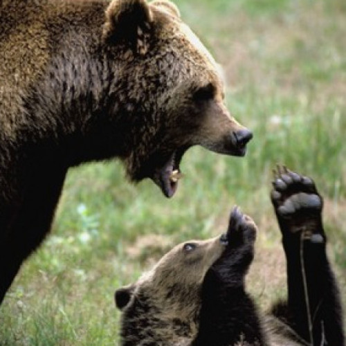 Suedia permite vânătoarea a 20% din populația de urși bruni