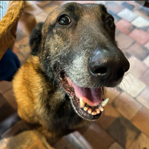 Alain Delon, dorința de a-și eutanasiat câinele Loubo, respinsă de familie