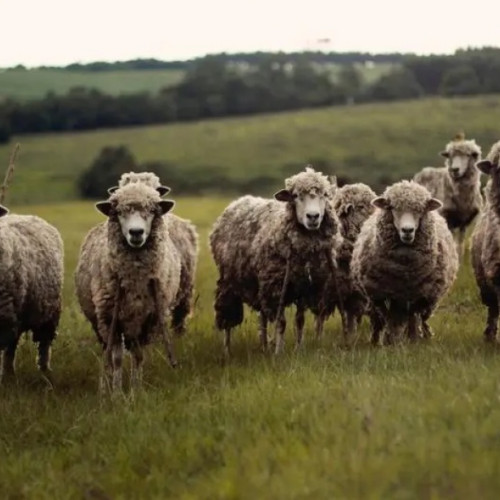 60 de focare active de pesta micilor rumegatoare în România