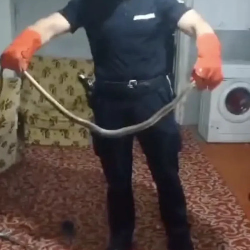 Jandarmeria intervine pentru capturarea unui șarpe