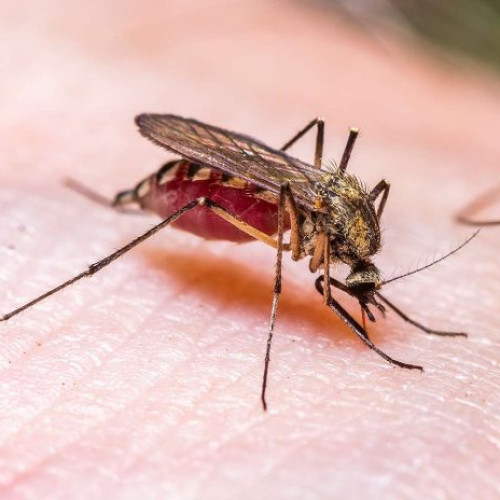 Atenție la țânțari! Un deces și persoane în stare gravă după infectarea cu virusul West Nile