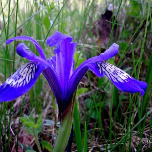 Irisul sălbatic, descoperit în pădurea Crâng, prezentat la un congres internațional în Germania
