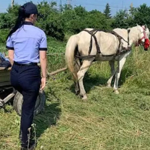 Poliția din Târgoviște sancționează proprietarii de cabaline fără microcipuri