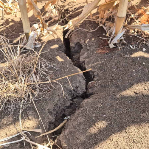 Seceta puternică afectează grav culturile din Alba