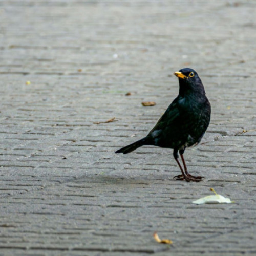 Mierlele din Germania și Estonia imită sunetele trotinetelor Bolt