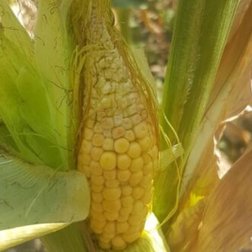 Fermierii afectați de secetă vor primi despăgubiri de până la 200 de euro/hectar