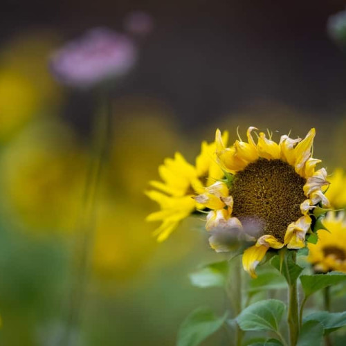 Vremea în Alba în weekend: caniculă și șanse scăzute de ploaie