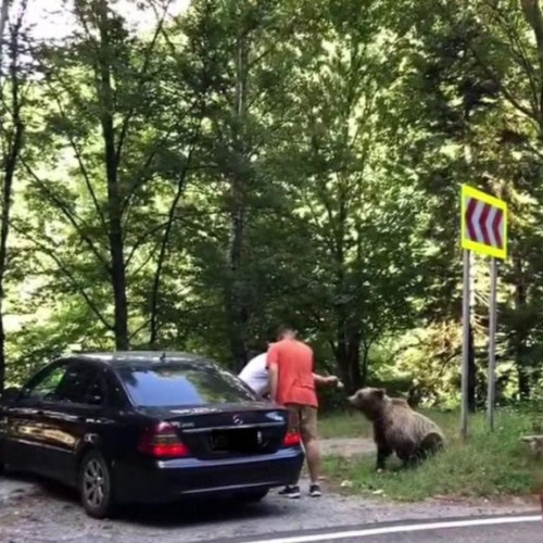 Avertismente pentru turiști: Hrănirea urșilor pe Transfăgărășan este interzisă