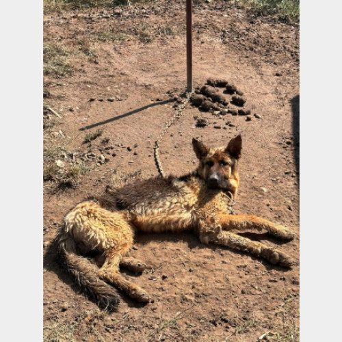 Un bărbat din Les amendează cu 6.000 de lei pentru maltratarea câinelui