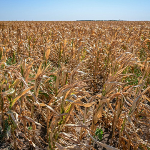 Recolta de porumb a Uniunii Europene va fi mai mică din cauza secetei