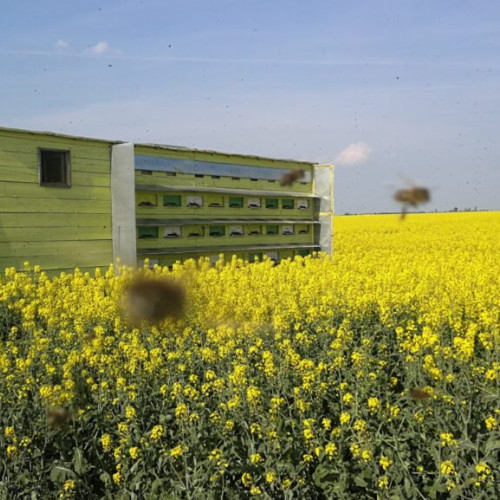 An catastrofal pentru apicultorii din Franța