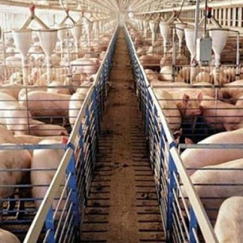 Problemele crescătorilor de porci din județul Botoșani: importurile și pesta porcină africană afectează activitatea