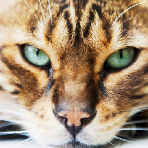 Lege nouă în Regatul Unit: Furtul pisicilor și câinilor devine infracțiune penală