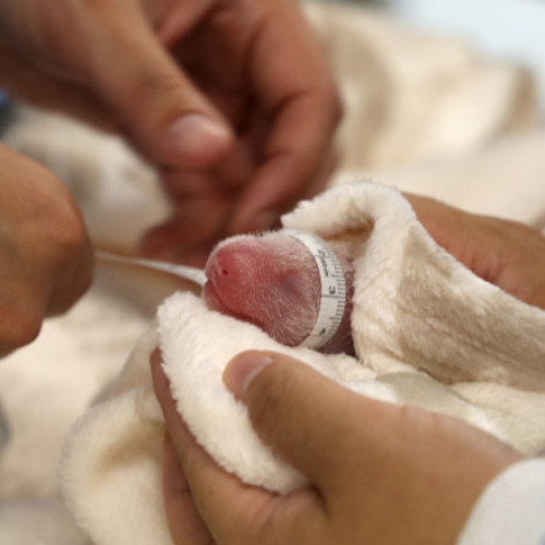 Femela panda de la Grădina Zoologică din Berlin a născut pui gemeni