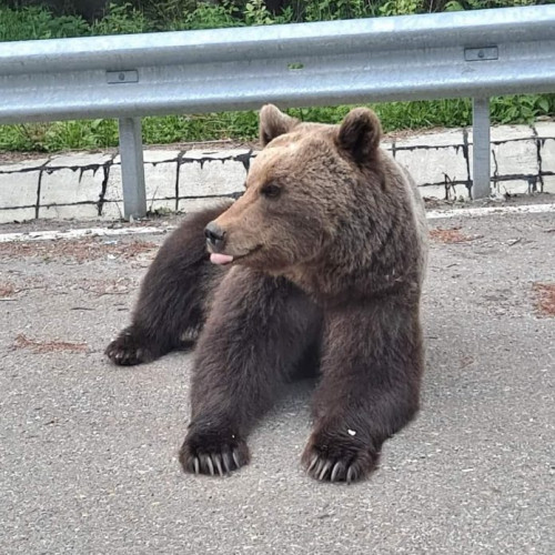 Jandarmii vranceni intervin pentru a alunga urșii de pe DN2D