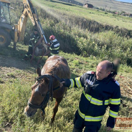 Pompierii salvează un cal din râul Jijia în Borzești