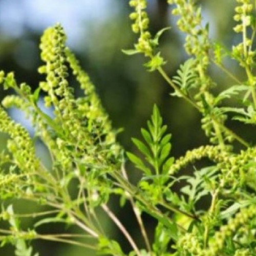 Alergia la ambrozie afectează peste 2,5 milioane de români