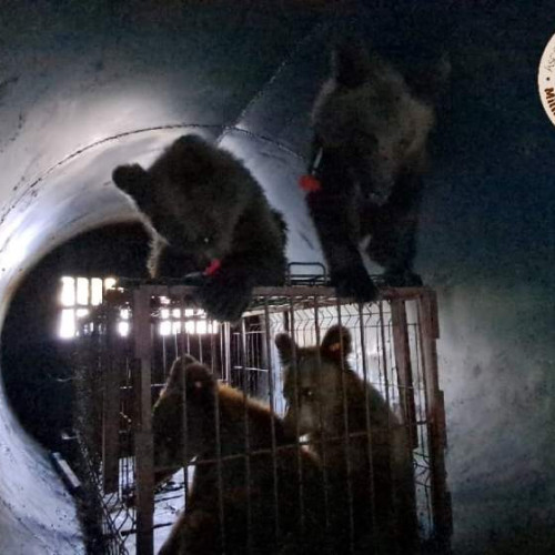 Cinci pui de urs orfani ajung la Sanctuarul de la Zărnești