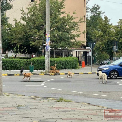 Câinii maidanezi pun stăpânire pe străzile din Botoșani