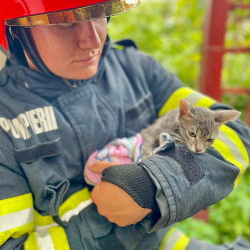 Un pui de pisică a fost salvat dintr-o fântână de pompierii din Botoșani