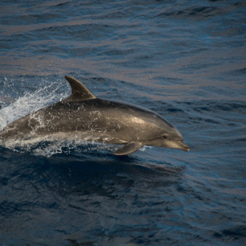 Creșterea atacurilor delfinilor asupra oamenilor într-un oraș japonez