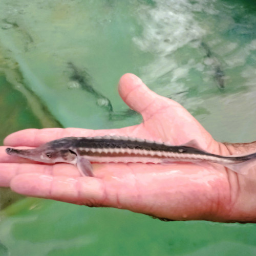 Activitate de populare cu sturioni pe Dunăre la Isaccea