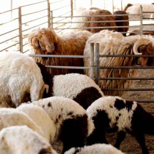 Creșterea numărului de ferme afectate de febra catarală ovină în Belgia