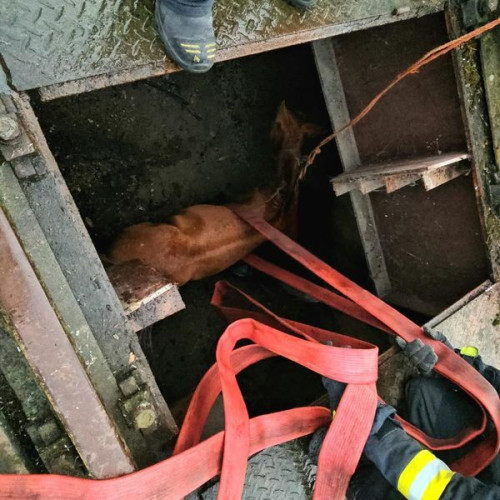 Manz căzut în platformă de cântărire, salvat de pompieri