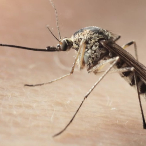 Botoșani: Un nou caz de virus West Nile confirmat