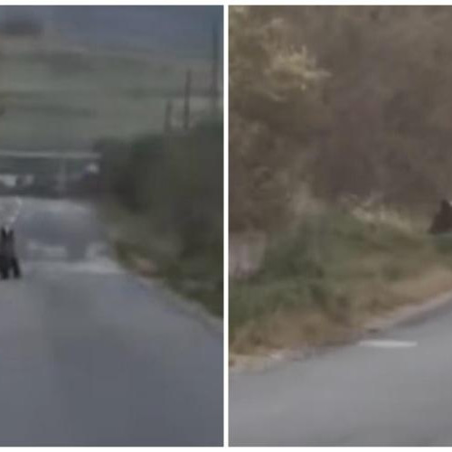 Întâlnire neașteptată cu un urs pe o stradă din Cluj