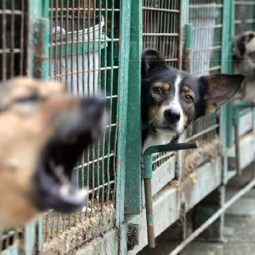 Proiect de hotărâre pentru gestionarea câinilor fără stăpân, în dezbatere publică