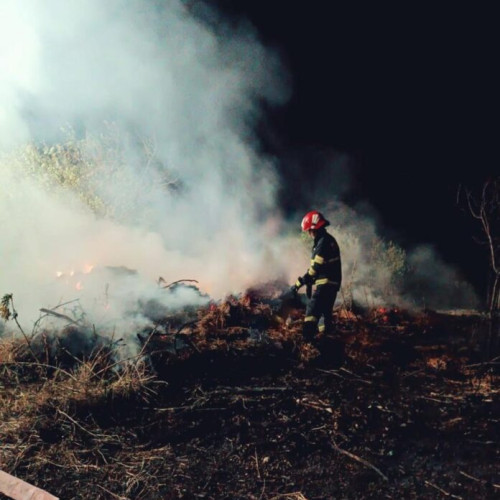 Incendiu devastator pe o plantație de arbori Paulownia în Toporu, Giurgiu