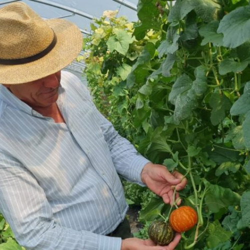 Pepenele Kajari, aclimatizat cu succes la Buzau